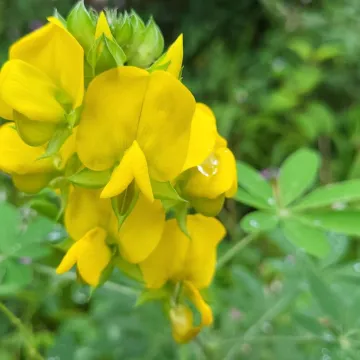 Кроталярія грахама