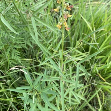 Crotalaria lanceolata