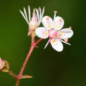 Камнеломка теневая