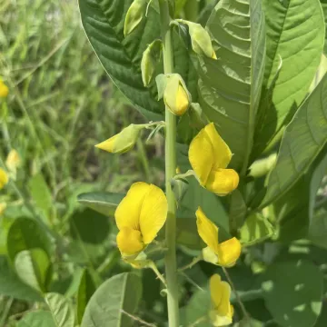 Кроталярия нарядная