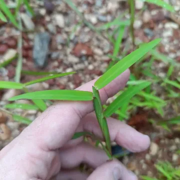 Schizachyrium maclaudii
