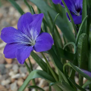 Tecophilaea cyanocrocus