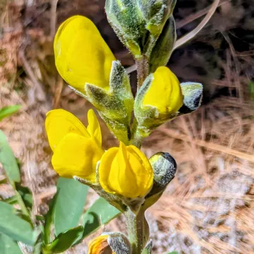 Mountain thermopsis