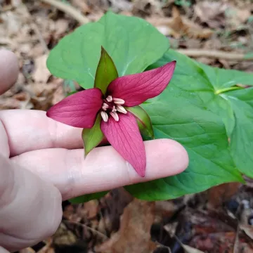 Purple trillium