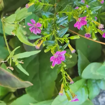Куфея ісополиста
