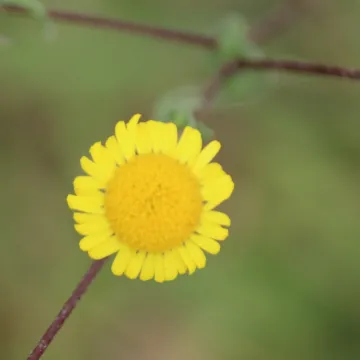 Пентанема индикум