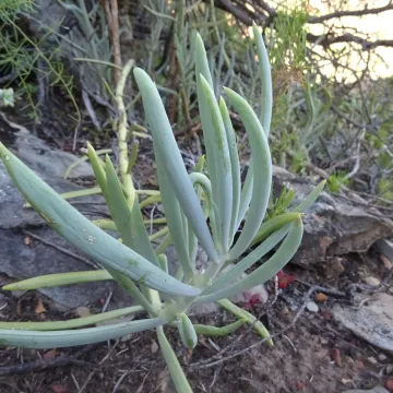 Curio ficoides