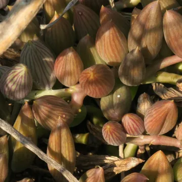 Curio herreanus