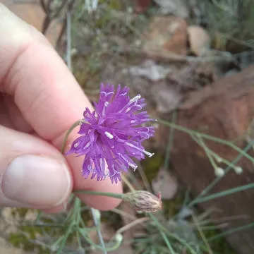 Polydora angustifolia