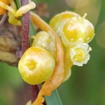 Повилика южная