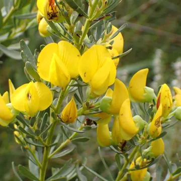 Honeybush Tea