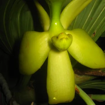 Cycnoches Lindl.