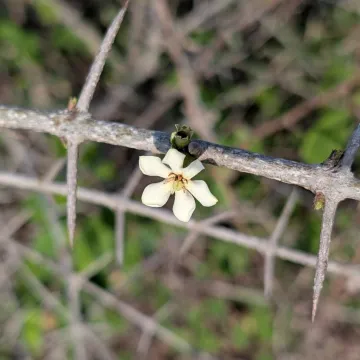 Catunaregam spinosa