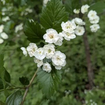 Боярышник Морденский