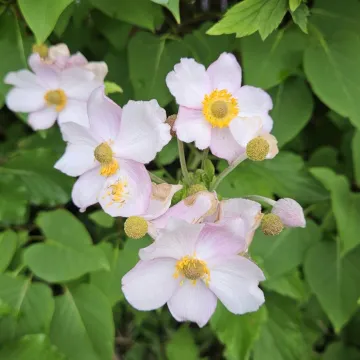 Hupeh anemone