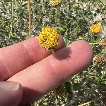 Encelia frutescens