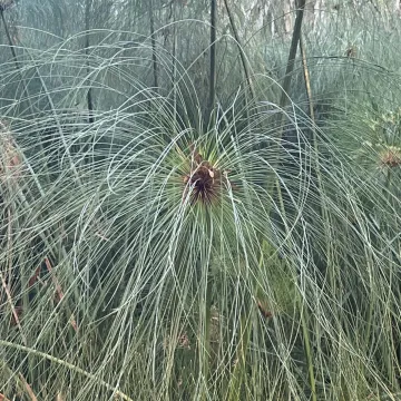 Сыть папирусная