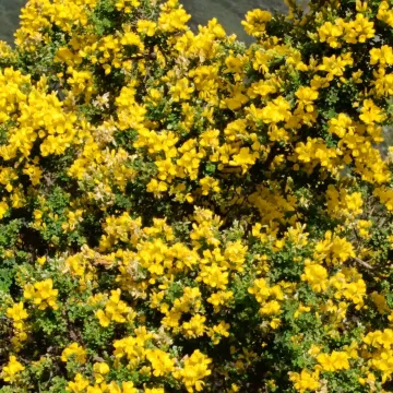 Canary broom