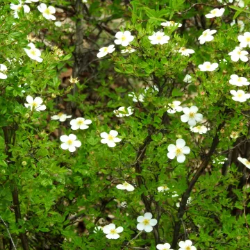 Shrubby Cinquefoil