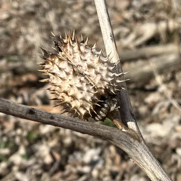 Jimsonweed