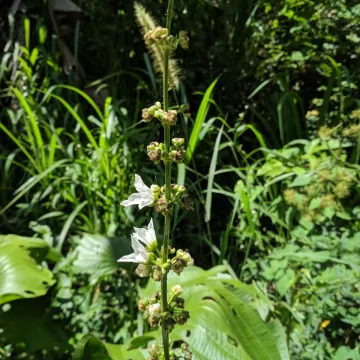 Echinodorus palifolius