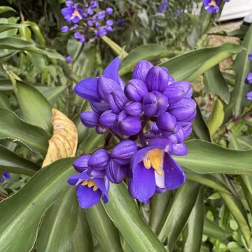 Dichorisandra J.C. Mikan