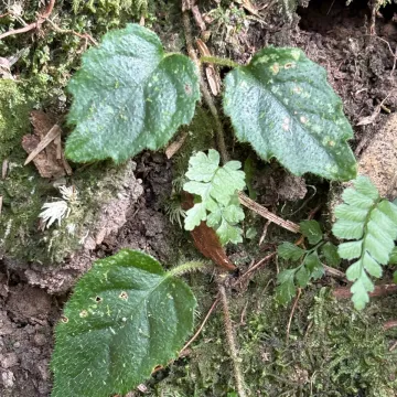 Deinanthe