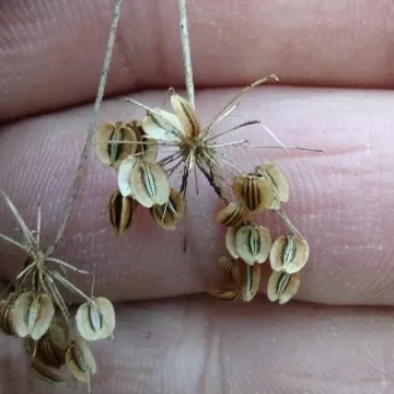 Coelopleurum