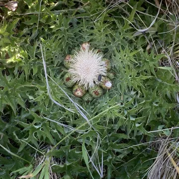 Elk thistle