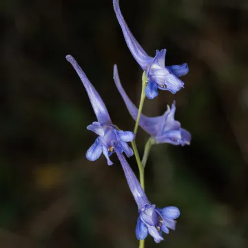 Slender larkspur