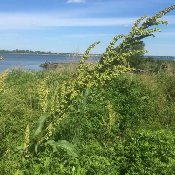 Щавель Кернера