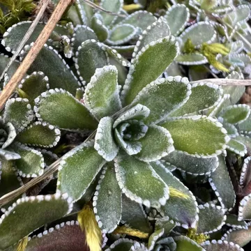 Livelong saxifrage