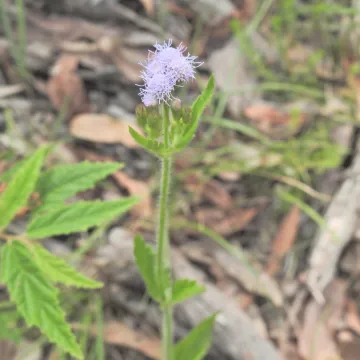 Praxelis clematidea