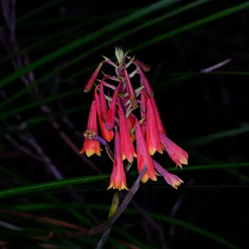 Christmas bells