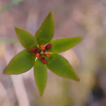 Кампинема линейная