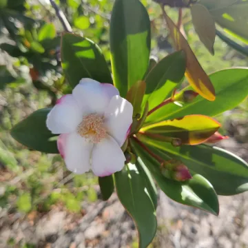 Bonnetia stricta