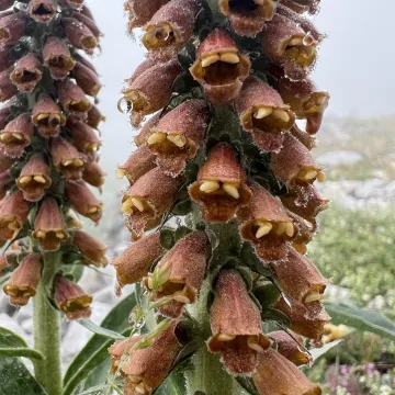 Small-flowered foxglove
