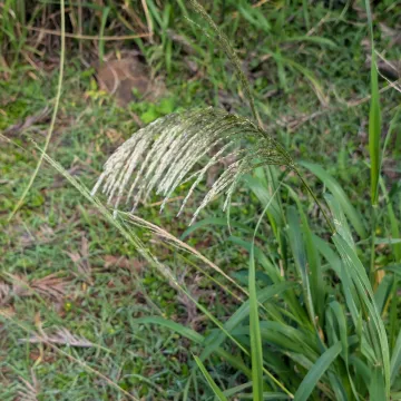 Sourgrass