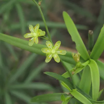 Herreria stellata