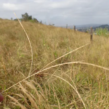 Coast finger grass