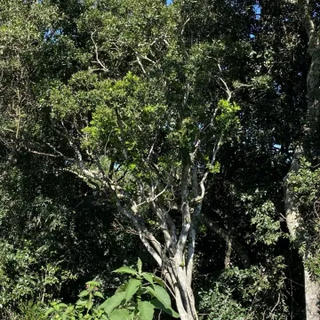 Rhynchocalyx