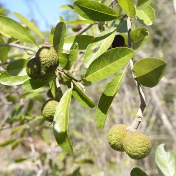 Rhopalocarpus