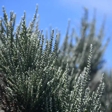 Stoebe passerinoides