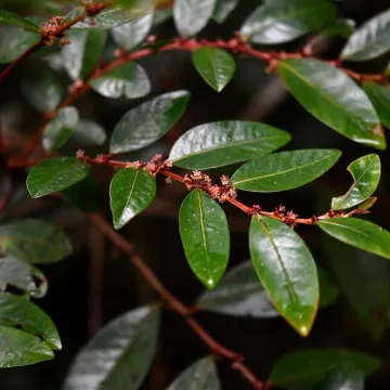 Phyllanthus phillyreifolius