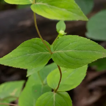 Cunila origanoides