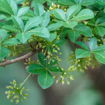 Элеутерококк колючий
