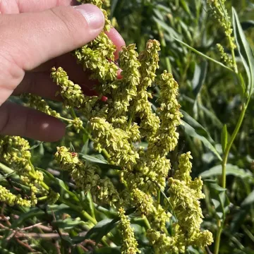 Щавель треугольностворчатый