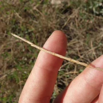 Лускахвіст паннонський