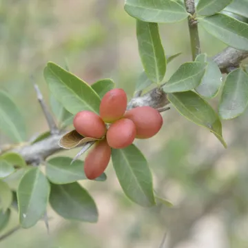 Castela coccinea