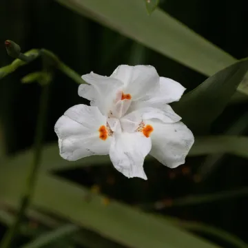 African iris